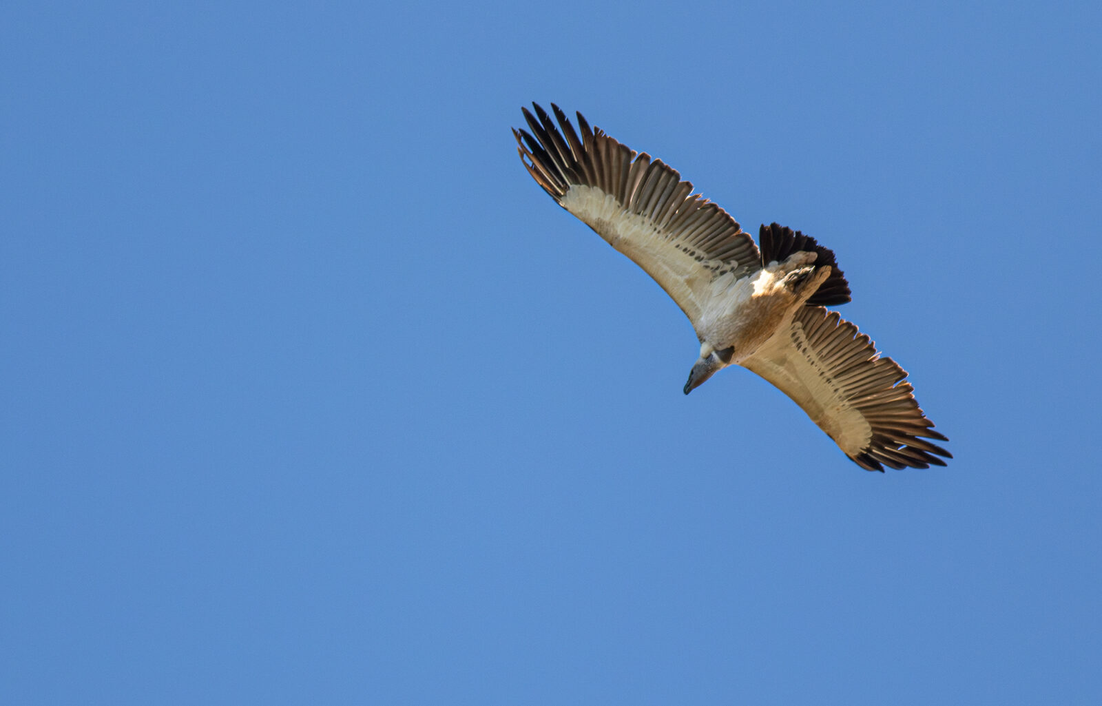 Cape Vulture