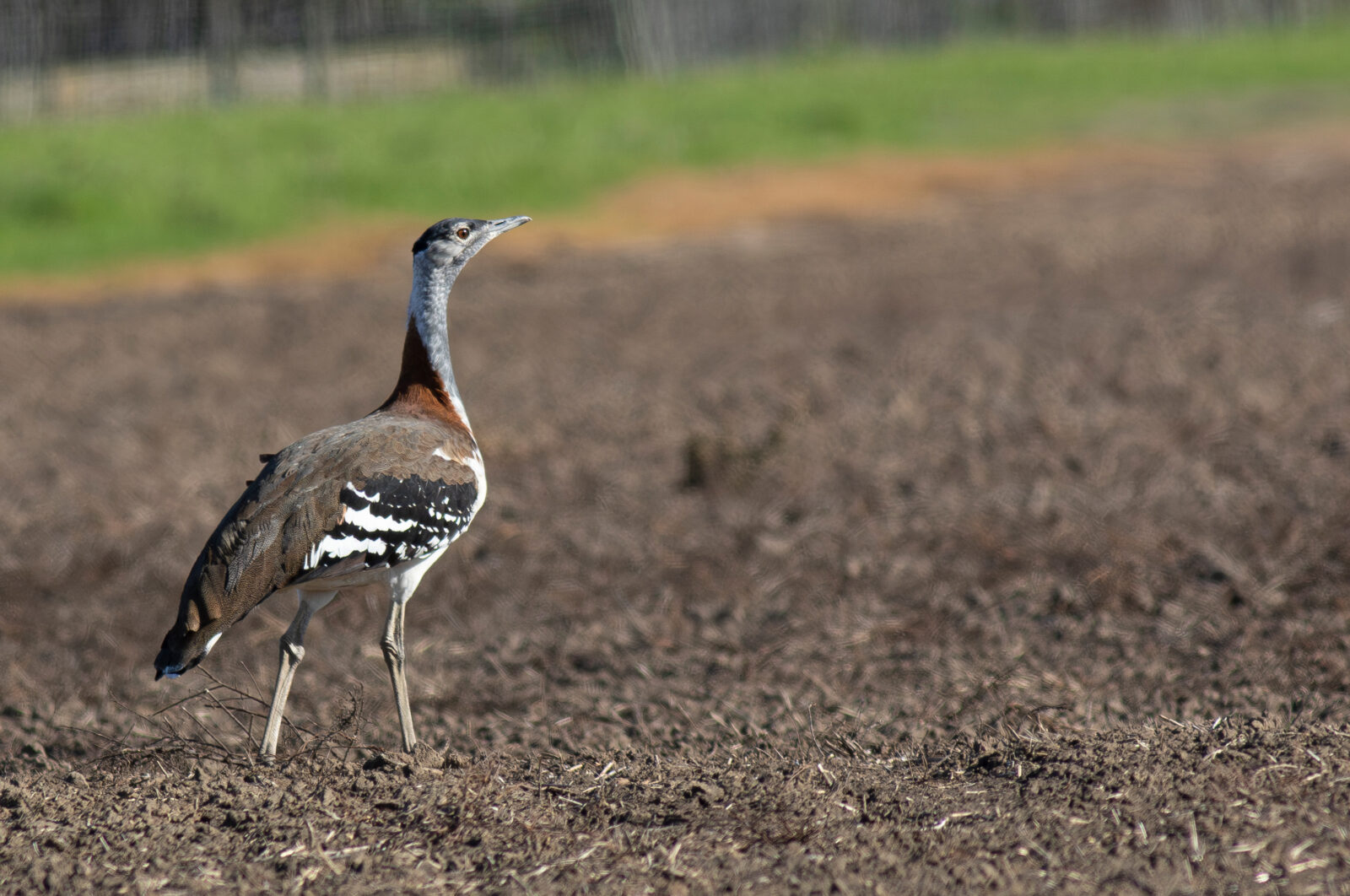 Denham's Bustard