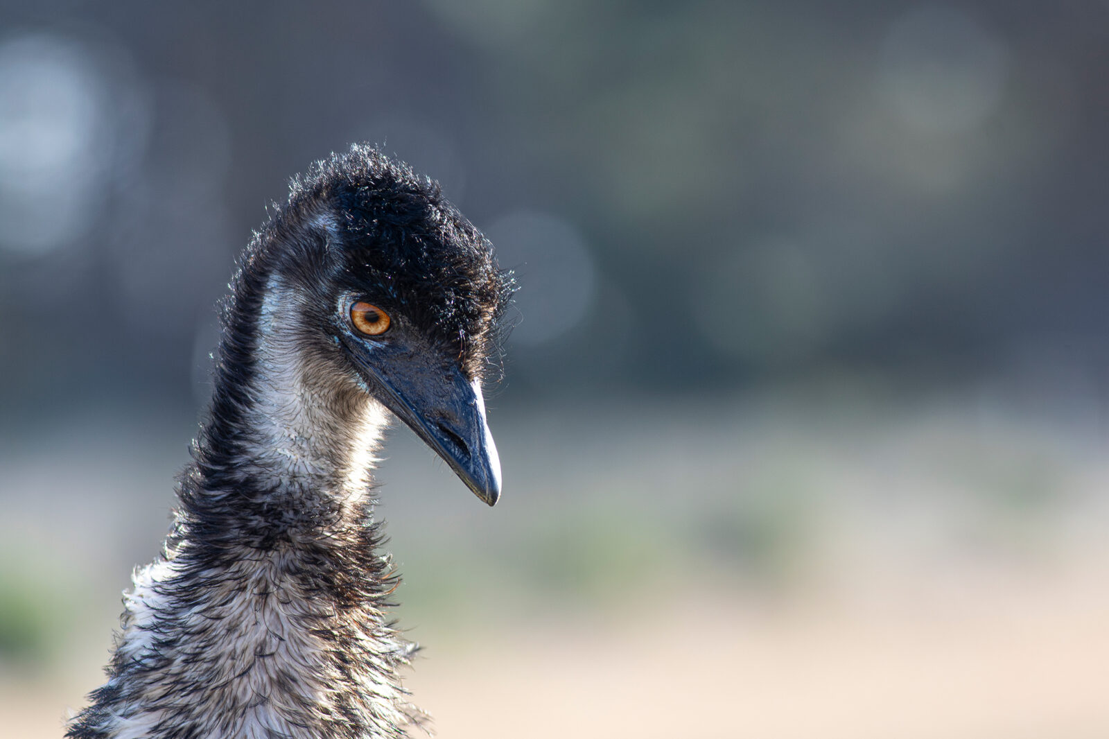 Emu