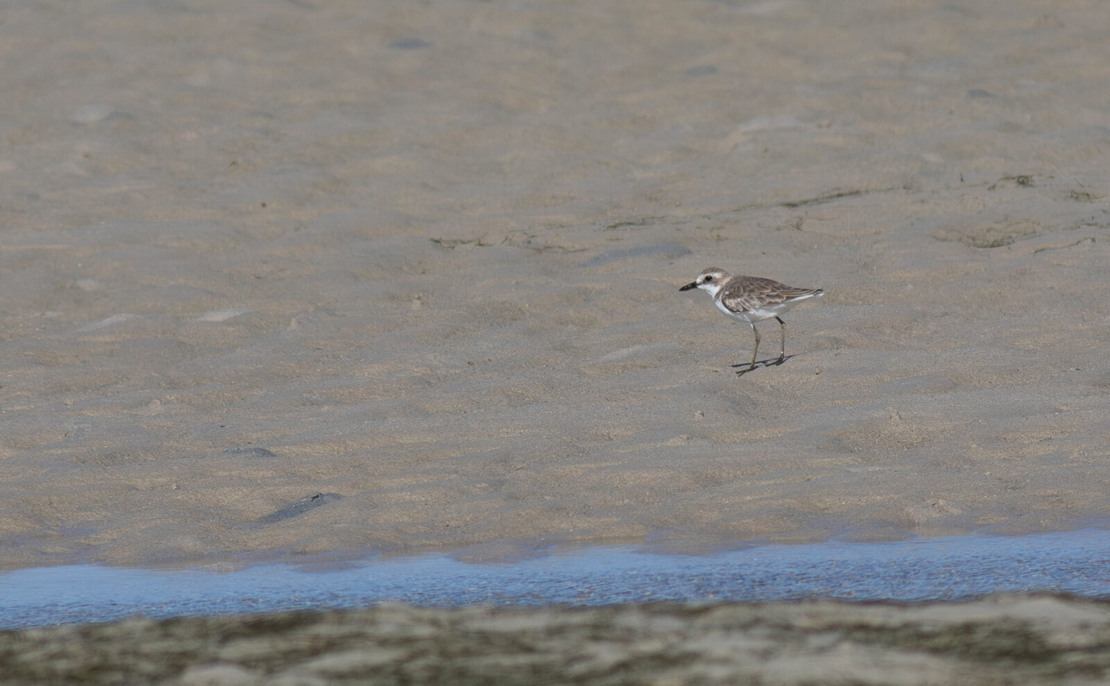 Greater Sand Plover
