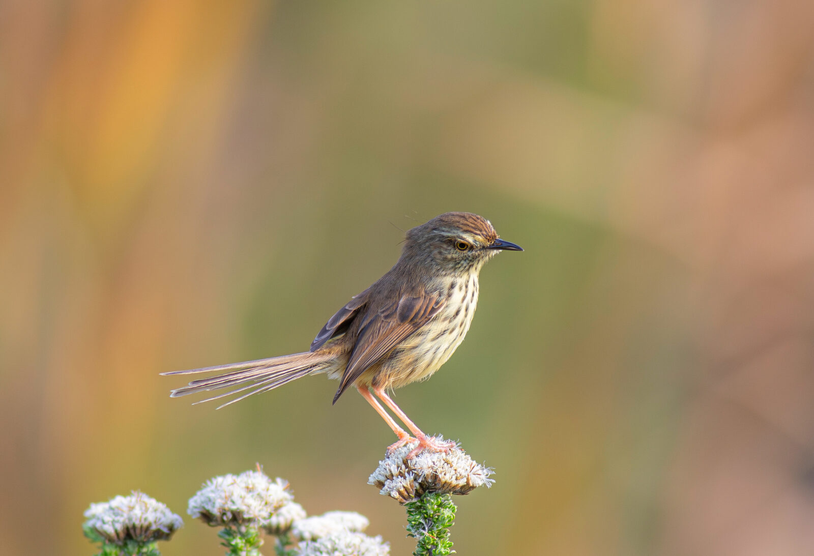 Karoo Prinia