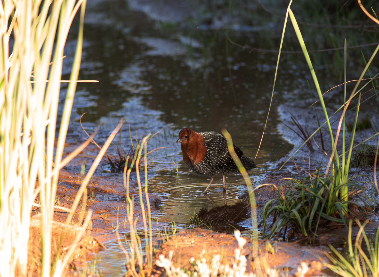 Red-Chested Flufftail