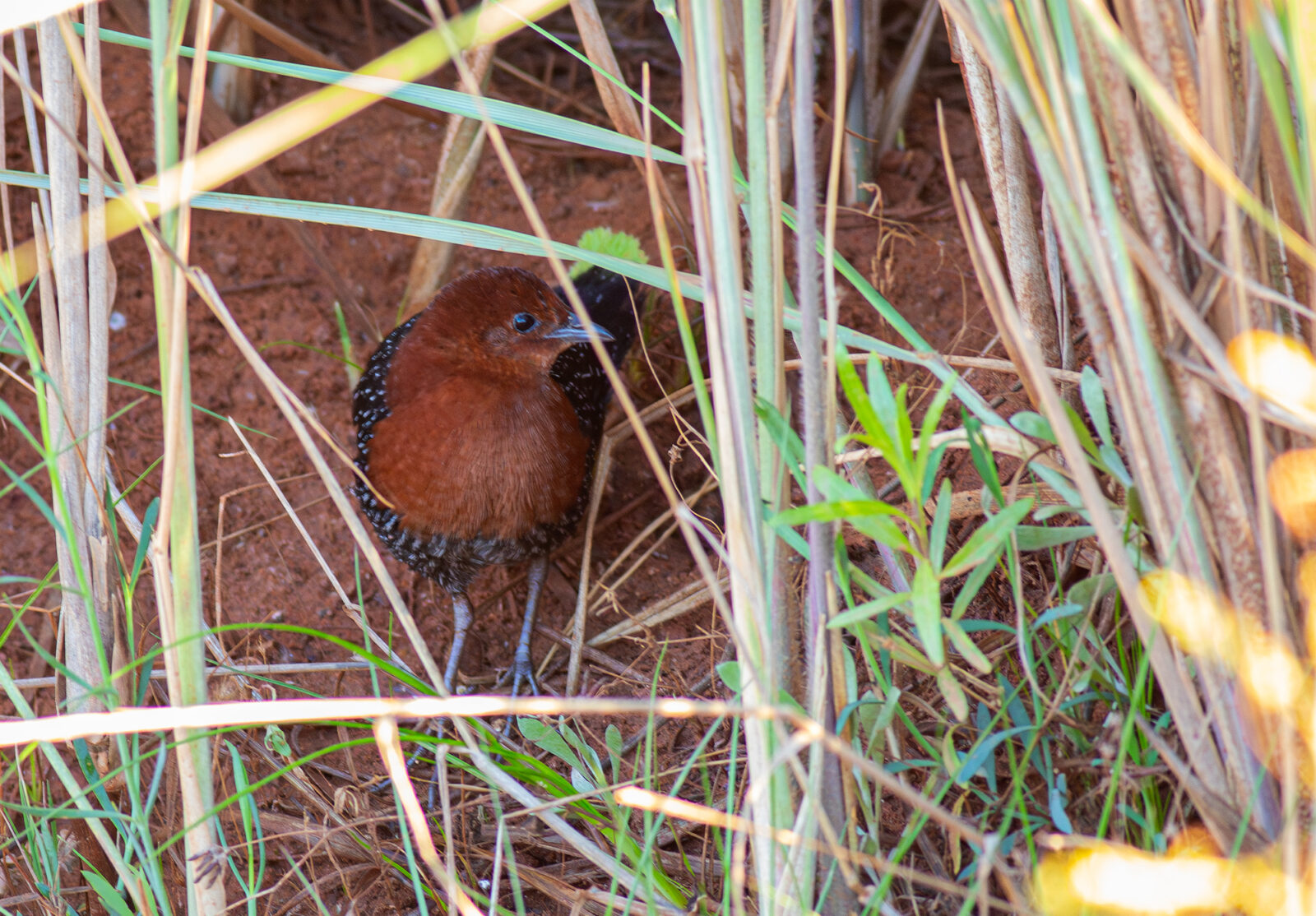 Red-Chested Flufftail Darling